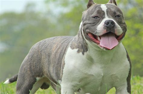 american bully pictures|662 American Bully Stock Photos & High.